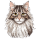 Coonie Companions